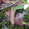 Trillium pusillum, habit