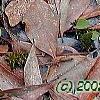 Trillium pusillum, habit