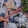 Trillium pusillum, habit