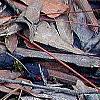 Trillium pusillum, habit