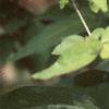 Trillium recurvatum, habit
