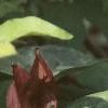 Trillium recurvatum, habit