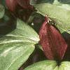 Trillium recurvatum, habit