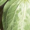 Trillium recurvatum, habit