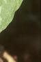 Trillium recurvatum, habit
