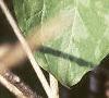 Trillium recurvatum, habit