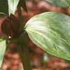 Trillium recurvatum, habit
