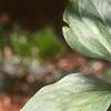 Trillium recurvatum, habit