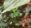 Trillium recurvatum, habit