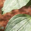 Trillium recurvatum, habit
