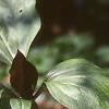 Trillium recurvatum, habit