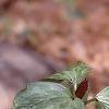 Trillium recurvatum, habit