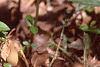 Trillium recurvatum, habit