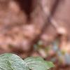 Trillium recurvatum, habit