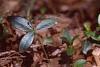 Trillium recurvatum, habit
