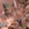 Trillium recurvatum, habit