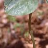 Trillium recurvatum, habit