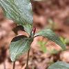 Trillium recurvatum, habit