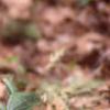 Trillium recurvatum, habit
