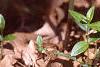 Trillium recurvatum, habit
