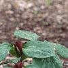 Trillium recurvatum, habit
