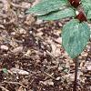 Trillium recurvatum, habit
