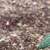 Trillium recurvatum, habit