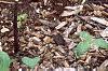 Trillium recurvatum, habit