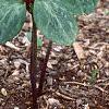 Trillium recurvatum, habit