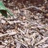 Trillium recurvatum, habit