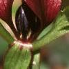 Trillium recurvatum, flowers