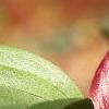 Trillium recurvatum, flowers