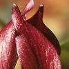 Trillium recurvatum, flowers
