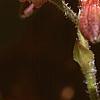 Tricyrtis 'Sinome', flowers