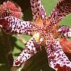 Tricyrtis 'Sinome', flowers