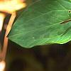 Trillium stamineum, flowers