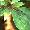 Trillium stamineum, flowers