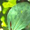 Trillium stamineum, flowers