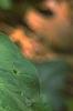 Trillium stamineum, flowers