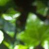 Trillium stamineum, flowers