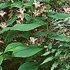 Tricyrtis 'Tojen', habit