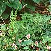 Tricyrtis 'Tojen', habit
