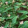 Tricyrtis 'Tojen', habit