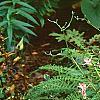 Tricyrtis 'Tojen', habit