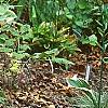 Tricyrtis 'Tojen', habit