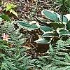 Tricyrtis 'Tojen', habit