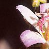 Tricyrtis 'Tojen', flowers