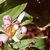 Tricyrtis 'Tojen', flowers