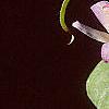 Tricyrtis 'Tojen', flowers