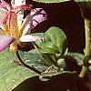 Tricyrtis 'Tojen', flowers